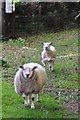 West Somerset : Sheep Grazing