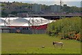 A Horse near Gateshead Stadium