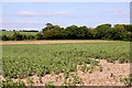 Arable field near Ewelme