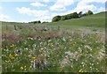 NT4928 : Wildflower meadow below Iron Age hillfort by Barbara Carr