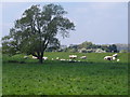 Cattle grazing near Lakenheath