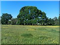 Field and trees at Park Farm