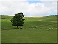 NT9408 : Upland grazing, Biddlestone by Richard Webb