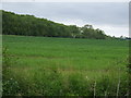 Farmland towards Kingerby Wood