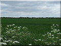 Farmland off Top Road