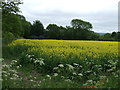 Oilseed rape crop off Thornton Road