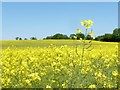 Sixpenny Handley: rapeseed on Garston Down