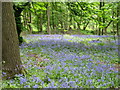 Bluebells at Sandysike