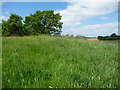 Tumulus in the field