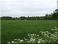 Crop field, Moortown