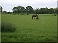 Grazing, Usselby Moor