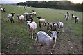 Mid Devon : Sheep Grazing