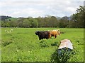 NT9502 : Highland cattle, Holystone by Richard Webb
