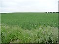 SK6055 : Cereal field on the south side of Baulker Lane [2] by Christine Johnstone