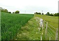 Recently planted hedge along a fence