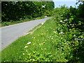 Wild flowers in the road verge