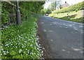 Woodruff in the verge near Ashkirk