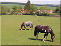 Horses on pasture at Oxton, Lauder