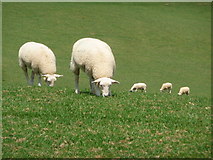 SU0306 : Horton: five grazing sheep by Chris Downer