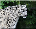 Snow Leopard at Paradise Wildlife Park, Hertfordshire