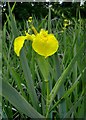 Yellow flag (Iris pseudacorus) growing in a roadside pond