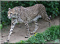 Cheetah at Paradise Wildlife Park, Hertfordshire