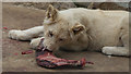 White Lion Cub at Paradise Wildlife Park, Hertfordshire