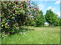 Blossom on Shipbourne Common