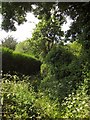 Footpath, Beaumont Terrace