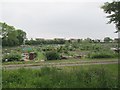 Allotments - Lidgett Lane