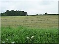 Cut grass in a field west of Salterford Lane