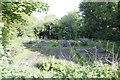 Allotments off the road