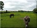 Two donkeys at Doe Bank Farm