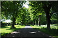 Avenue of lime trees