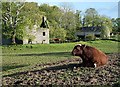 A bull at Borgue House Farm