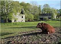 NX6348 : A bull at Borgue House Farm by Walter Baxter