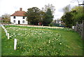 Daffodils, The Avenue