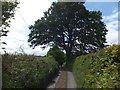 A solitary tree overhanging the road west of Cheldon