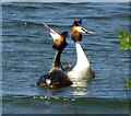 TQ3329 : Great crested grebe in breeding plumage by Russel Wills