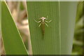 The shed skin of the last laval instar a damselfly