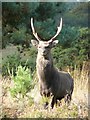 Sika stag, Arne RSPB Reserve