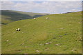 SD8693 : Sheep on Abbotside Common by Philip Halling