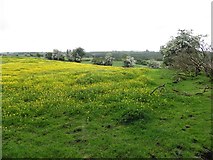 H5071 : Field with buttercups, Arvalee by Kenneth  Allen