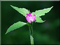 NR8295 : Red campion (Silene dioica) by Patrick Mackie