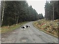 Border Collies on the entrance to Lochbank