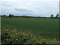 Farmland near Holly Farm