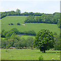 Oak in a field