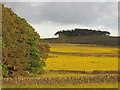 Buttercup meadows northwest of Green Hill