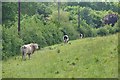 North Somerset : Grassy Field & Cattle