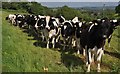 North Somerset : Cattle Grazing